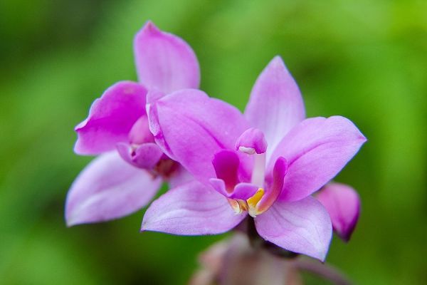 Hawaii-Kauai Close-up of wild orchid flower
